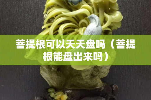 菩提根可以天天盤嗎（菩提根能盤出來嗎）