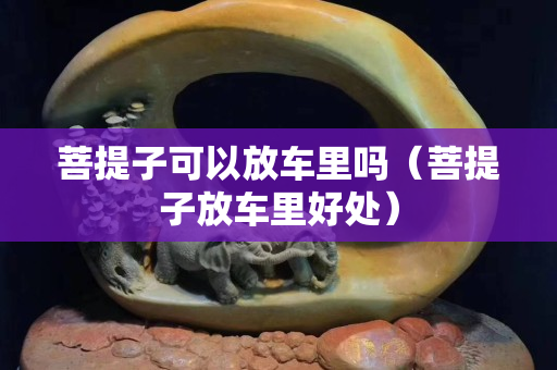 菩提子可以放車里嗎（菩提子放車里好處）