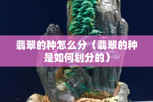 翡翠的種怎么分（翡翠的種是如何劃分的）