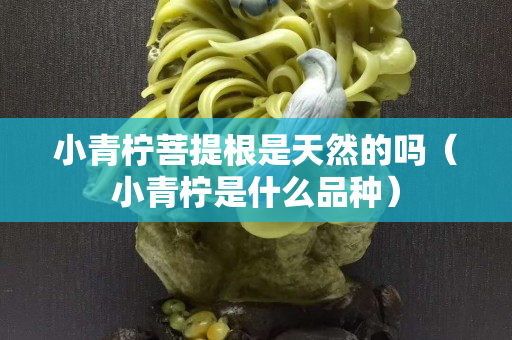 小青檸菩提根是天然的嗎（小青檸是什么品種）