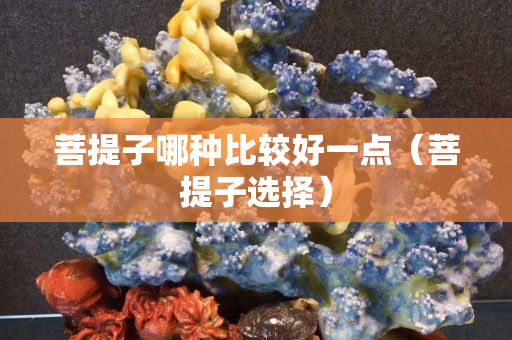 菩提子哪種比較好一點（菩提子選擇）