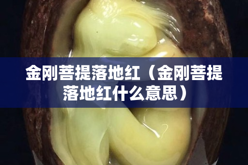 金剛菩提落地紅（金剛菩提落地紅什么意思）