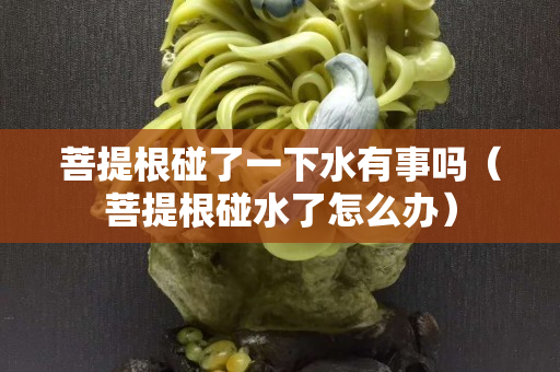 菩提根碰了一下水有事嗎（菩提根碰水了怎么辦）