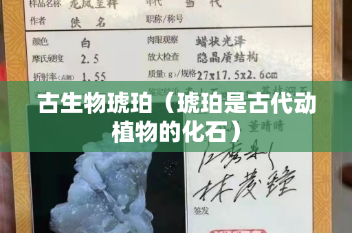 古生物琥珀（琥珀是古代動植物的化石）