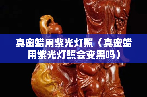 真蜜蠟用紫光燈照（真蜜蠟用紫光燈照會變黑嗎）