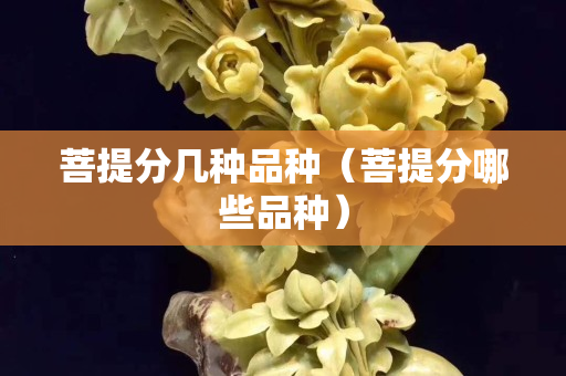 菩提分幾種品種（菩提分哪些品種）