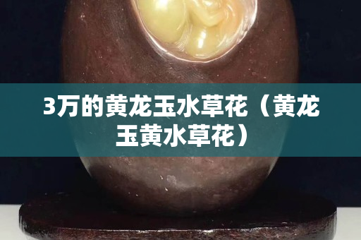 3萬的黃龍玉水草花（黃龍玉黃水草花）