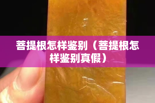 菩提根怎樣鑒別（菩提根怎樣鑒別真假）