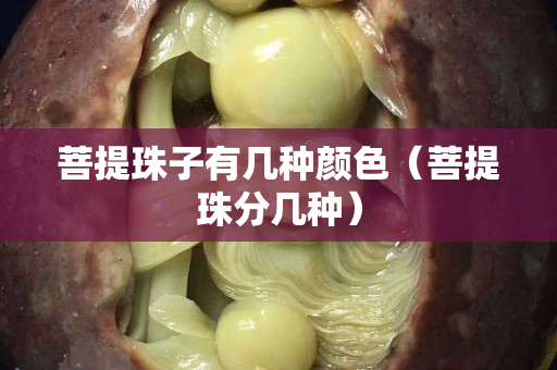 菩提珠子有幾種顏色（菩提珠分幾種）