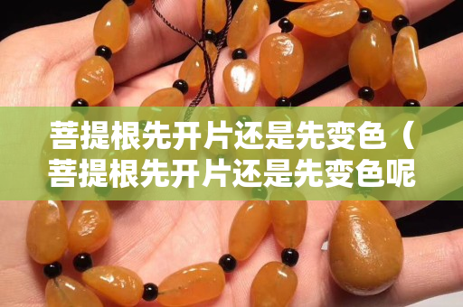 菩提根先開片還是先變色（菩提根先開片還是先變色呢）