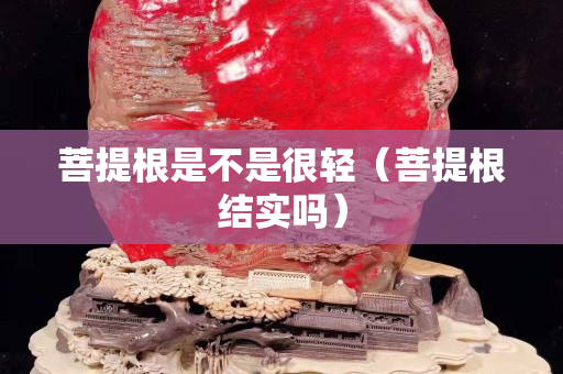 菩提根是不是很輕（菩提根結實嗎）