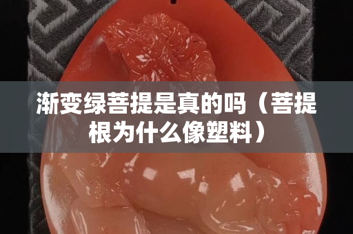 漸變綠菩提是真的嗎（菩提根為什么像塑料）