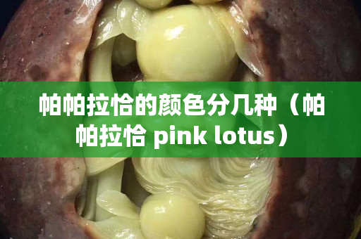 帕帕拉恰的顏色分幾種（帕帕拉恰 pink lotus）