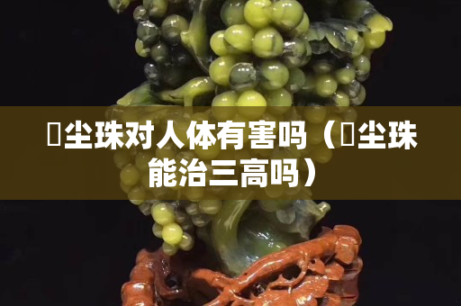 雮塵珠對人體有害嗎（雮塵珠能治三高嗎）
