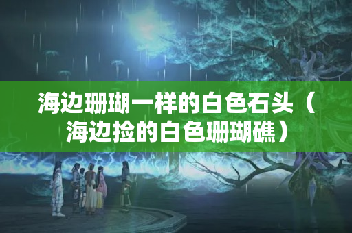 海邊珊瑚一樣的白色石頭（海邊撿的白色珊瑚礁）