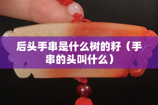 后頭手串是什么樹的籽（手串的頭叫什么）