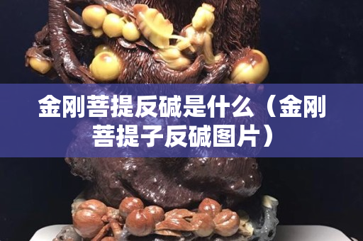 金剛菩提反堿是什么（金剛菩提子反堿圖片）