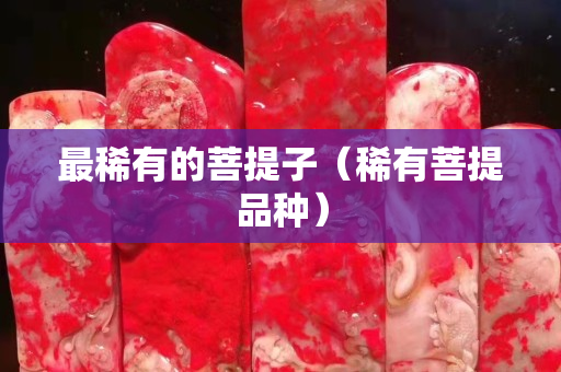 最稀有的菩提子（稀有菩提品種）