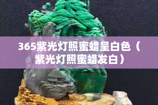 365紫光燈照蜜蠟呈白色（紫光燈照蜜蠟發白）