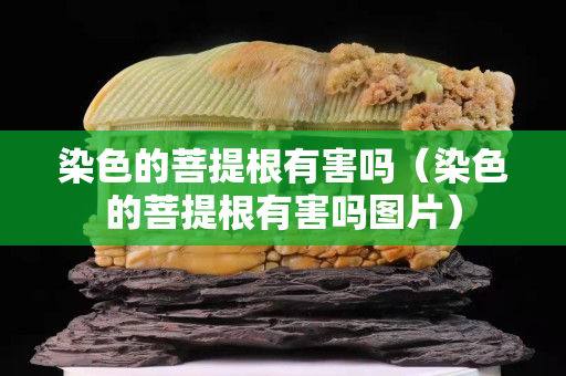 染色的菩提根有害嗎（染色的菩提根有害嗎圖片）