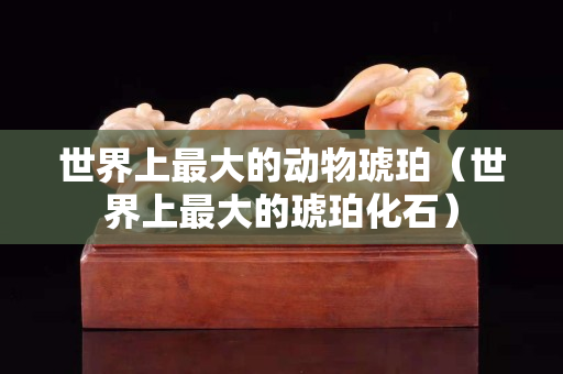 世界上最大的動物琥珀（世界上最大的琥珀化石）