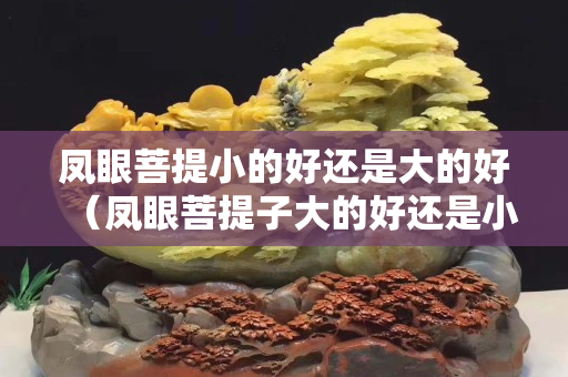 鳳眼菩提小的好還是大的好（鳳眼菩提子大的好還是小的好）