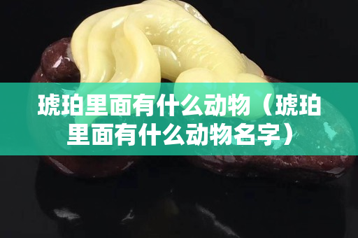 琥珀里面有什么動(dòng)物（琥珀里面有什么動(dòng)物名字）