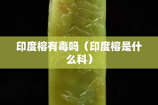 印度榕有毒嗎（印度榕是什么科）
