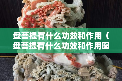 盤菩提有什么功效和作用（盤菩提有什么功效和作用圖片）