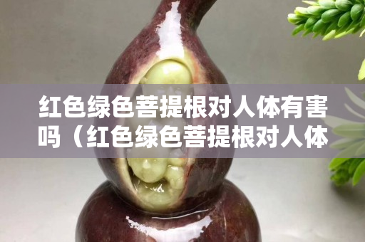 紅色綠色菩提根對人體有害嗎（紅色綠色菩提根對人體有害嗎圖片）
