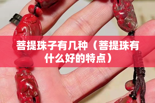 菩提珠子有幾種（菩提珠有什么好的特點）