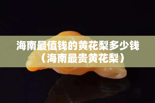 海南最值錢的黃花梨多少錢（海南最貴黃花梨）