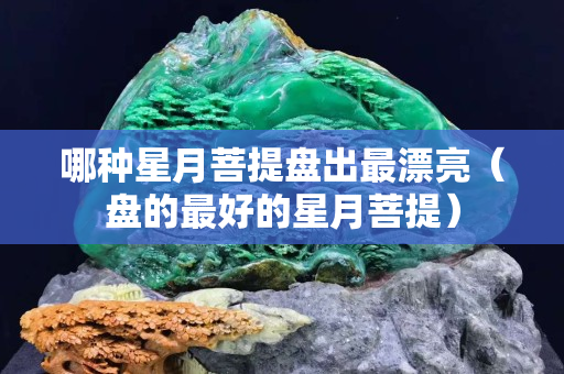 哪種星月菩提盤出最漂亮（盤的最好的星月菩提）