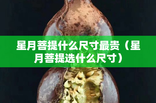星月菩提什么尺寸最貴（星月菩提選什么尺寸）
