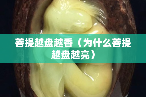 菩提越盤越香（為什么菩提越盤越亮）