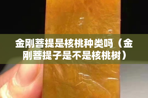 金剛菩提是核桃種類嗎（金剛菩提子是不是核桃樹）