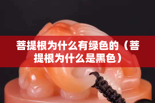 菩提根為什么有綠色的（菩提根為什么是黑色）