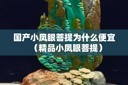 國產小鳳眼菩提為什么便宜（精品小鳳眼菩提）
