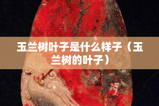 玉蘭樹葉子是什么樣子（玉蘭樹的葉子）