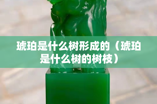 琥珀是什么樹形成的（琥珀是什么樹的樹枝）