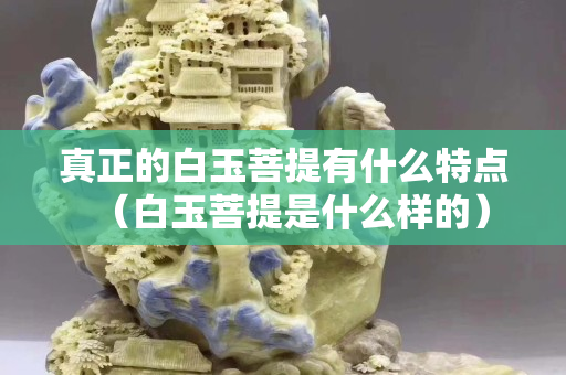 真正的白玉菩提有什么特點（白玉菩提是什么樣的）