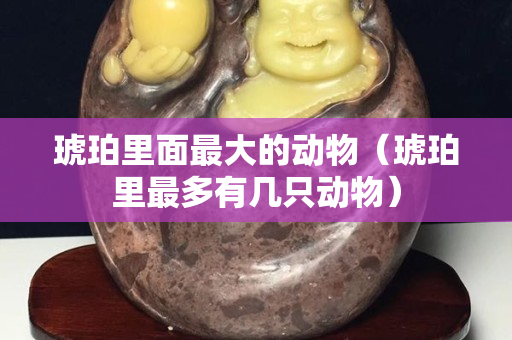 琥珀里面最大的動物（琥珀里最多有幾只動物）