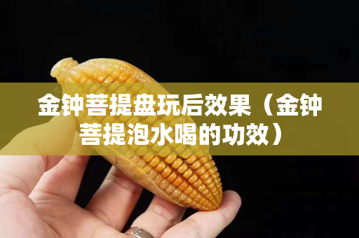 金鐘菩提盤玩后效果（金鐘菩提泡水喝的功效）