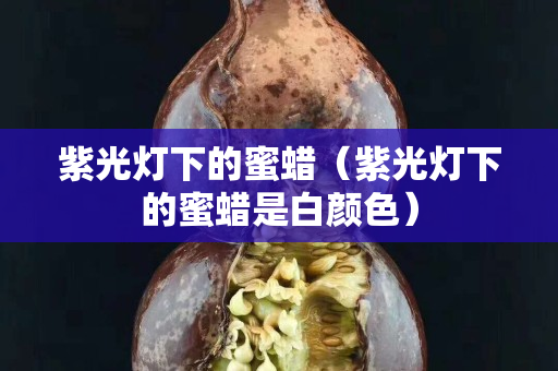 紫光燈下的蜜蠟（紫光燈下的蜜蠟是白顏色）