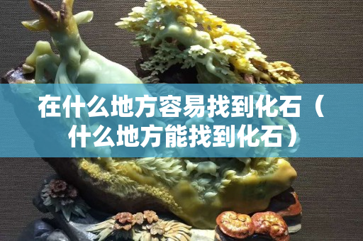 在什么地方容易找到化石（什么地方能找到化石）