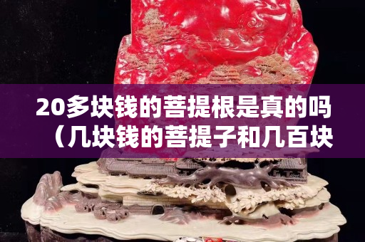 20多塊錢的菩提根是真的嗎（幾塊錢的菩提子和幾百塊的區別）