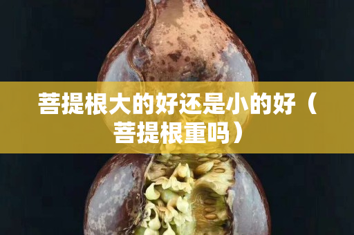 菩提根大的好還是小的好（菩提根重嗎）