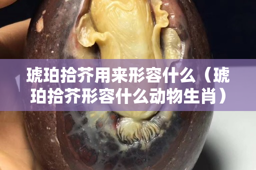 琥珀拾芥用來形容什么（琥珀拾芥形容什么動物生肖）