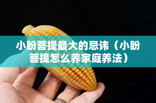 小盼菩提最大的忌諱（小盼菩提怎么養家庭養法）