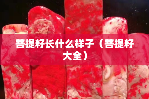 菩提籽長什么樣子（菩提籽大全）